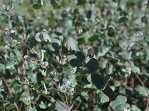Vivers Càrex - Eucalyptus gunnii